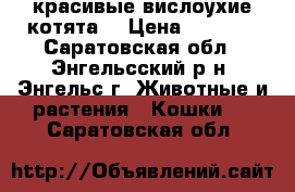 красивые вислоухие котята. › Цена ­ 2 500 - Саратовская обл., Энгельсский р-н, Энгельс г. Животные и растения » Кошки   . Саратовская обл.